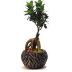 Ficus Ginseng Bonsai & Siyah Vane Beton Saksıda Hediyelik Canlı Çiçek BALFLOWERDESİGN-2464
