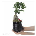 Ficus Ginseng Bonsai & Siyah Yuts Seramik Saksıda Hediyelik Canlı Çiçek BALFLOWERDESİGN-2465