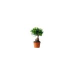 ficus ginseng bonsai