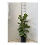 Ficus Lyrata Bambino, Keman Kauçuğu 3x1 130-140 Cm Bambino3x1