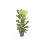 Ficus Lyrata Keman Yapraklı Kauçuk 3 Köklü