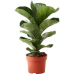 Ficus lyrata Keman Yapraklı Kauçuk, 60-80