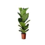 Ficus Lyrata (keman Yapraklı Kauçuk ) Tek Köklü