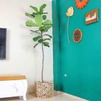Ficus Lyrata | Keman Yapraklı Kauçuk