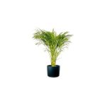 Fidan Burada Areka Palmiyesi Ruby Antrasit Saksılı Dypsis Lutescens 120-140 Cm