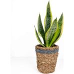 Fidan Burada Bodur Paşa Kılıcı Lanesse Gri Hasır Saksılı Sansevieria Laurentii Superba - Ağaç Fidanı