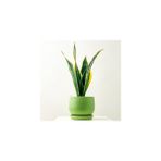 Fidan Burada Bodur Paşa Kılıcı Mint Yeşili Curvy Saksılı Sansevieria Laurentii Superba - Yok
