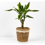Fidan Burada Dracaena Fragrans Gold Tek Gövdeli Lanesse Beyaz Hasır Saksılı 40-60 cm