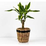 Fidan Burada Dracaena Fragrans Gold Tek Gövdeli Lanesse Siyah Hasır Saksılı 40-60 cm