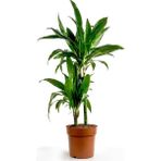 Fidan Burada Dracaena Fragrans Janet 2 Gövdeli 80-100CM