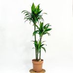 Fidan Burada Dracaena Fragrans Janet 3 Gövdeli 100-120CM