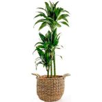 Fidan Burada Dracaena Fragrans Janet 3 Gövdeli Basic Hasır Saksılı 100-120CM