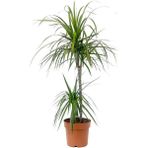 Fidan Burada Dracaena Marginata 2 Gövdeli 100-120CM