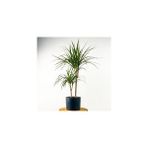 Fidan Burada Dracaena Marginata 2 Gövdeli Ruby Antrasit Saksılı 100-120cm