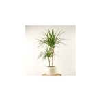 Fidan Burada Dracaena Marginata 2 Gövdeli Ruby Beyaz Saksılı 100-120cm