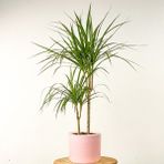 Fidan Burada Dracaena Marginata 2 Gövdeli Ruby Pembe Saksılı 100-120cm