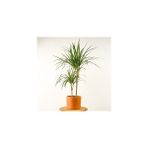 Fidan Burada Dracaena Marginata 2 Gövdeli Ruby Terra Cotta Saksılı 100-120cm