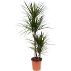 Fidan Burada Dracaena Marginata-4 Gövdeli 140-160 Cm