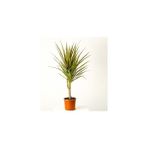 Fidan Burada Dracaena Marginata Bicolor-Tek Gövdeli 40-60 cm - Yok