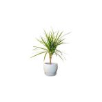 Fidan Burada Dracaena Marginata-Tek Gövdeli Curvy Beyaz Saksılı 40-60cm