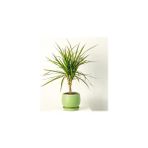 Fidan Burada Dracaena Marginata-Tek Gövdeli Curvy Mint Yeşili Saksılı 40-60cm