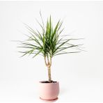 Fidan Burada Dracaena Marginata-Tek Gövdeli Curvy Pembe Saksılı 40-60cm