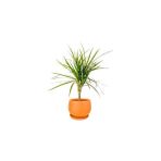 Fidan Burada Dracaena Marginata-Tek Gövdeli Curvy Terra Cota Saksılı 40-60cm