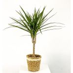 Fidan Burada Dracaena Marginata Tek Gövdeli Lanesse Beyaz Hasır Saksılı - Yok