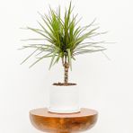 Fidan Burada Dracaena Marginata-Tek Gövdeli Ruby Beyaz Saksılı