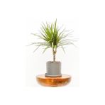 Fidan Burada Dracaena Marginata-Tek Gövdeli Ruby Gri Saksılı