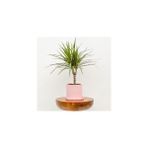 Fidan Burada Dracaena Marginata-Tek Gövdeli Ruby Pembe Saksılı