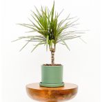 Fidan Burada Dracaena Marginata-Tek Gövdeli Ruby Yeşil Saksılı