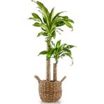 Fidan Burada Dracaena Massengeana Bitkisi 2 Gövdeli - Basic Hasır Saksılı 100-120 cm