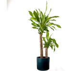 Fidan Burada Dracaena Massengeana Bitkisi 2 Gövdeli - Ruby Antrasit Saksılı 100-120 cm