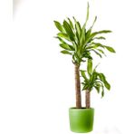 Fidan Burada Dracaena Massengeana Bitkisi 2 Gövdeli - Ruby Yeşil Saksılı 100-120 cm