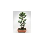 Fidan Burada Ficus S Bonsai 140-160 Cm