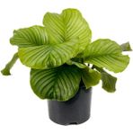 Fidan Burada Kalatya-Calathea Orbifolia-Ithal 40-60 cm