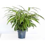 Fidan Burada Kalatya-Calathea Rufibarba Green 60- 80 Cm - Ağaç Fidanı