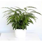 Fidan Burada Kalatya-Calathea Rufibarba Green Beyaz Ruby Saksılı 60- 80 Cm - Ağaç Fidanı