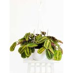 Fidan Burada Maranta Fascinator - Dua Çiçeği - Askılı Saksıda - Yok