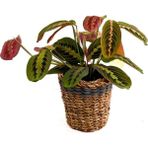 Fidan Burada Maranta Fascinator Lanesse Gri Hasır Saksılı Dua Çiçeği-Ithal 40-50 cm