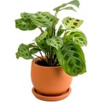 Fidan Burada Maranta Kerchoveana-Curvy Terra Cotta Saksılı Dua Çiçeği-Ithal 30-40 cm