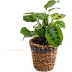 Fidan Burada Maranta Kerchoveana-Lanesse Gri Hasır Saksılı Dua Çiçeği-Ithal 30-40 cm