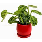 Fidan Burada Maranta Leuconeura Lemon Lime - Dua Çiçeği Curvy Kırmızı Saksılı-Ithal 30-40 cm