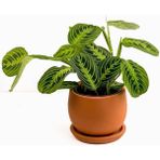 Fidan Burada Maranta Leuconeura Lemon Lime - Dua Çiçeği Curvy Terra Cotta Saksılı-Ithal 30-40 cm