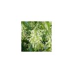 Fidan Burada MELİSA - PARFÜM ÇİÇEĞİ 6'lı SET (Cestrum Nocturnum)