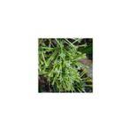 Fidan Burada MELİSA - PARFÜM ÇİÇEĞİ (Cestrum Nocturnum)