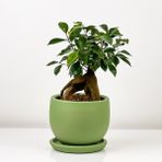 Fidan Burada Mini Ficus Ginseng Bonsai Mint Yeşili Curvy Saksılı