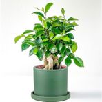 Fidan Burada Mini Ficus Ginseng Bonsai Mint Yeşili Ruby Saksılı
