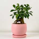 Fidan Burada Mini Ficus Ginseng Bonsai Pembe Curvy Saksılı